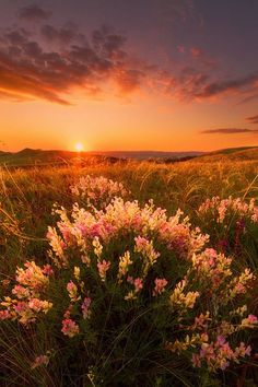 the sun is setting over a field with wildflowers in bloom and grass on the ground