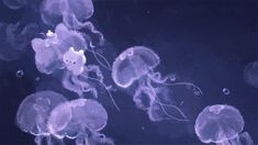 some very pretty jellyfish floating in the water