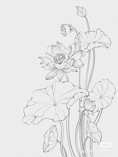 an ink drawing of flowers and leaves