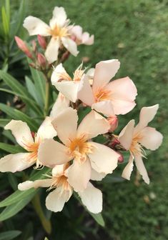 some very pretty flowers in a big grassy field