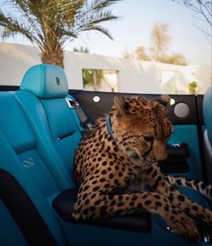 a cheetah sitting in the back seat of a car