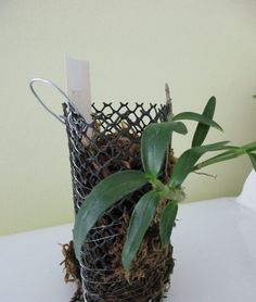 a plant in a wire basket sitting on a table