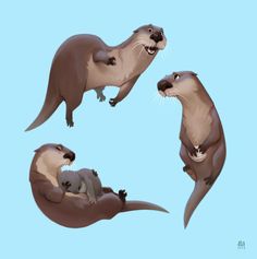 three otters are standing on their hind legs