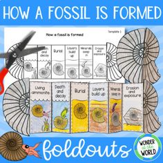 how a fossil is formed foldout for kids to learn about life in the ocean