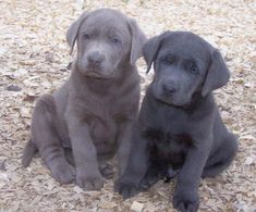 two puppies sitting on the ground with leaves in front of them and one is looking at the camera