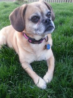 a small dog laying in the grass with his eyes wide open and looking at the camera