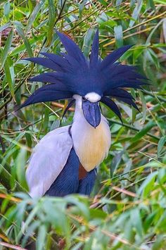 a blue and yellow bird with feathers on it's head sitting in the grass