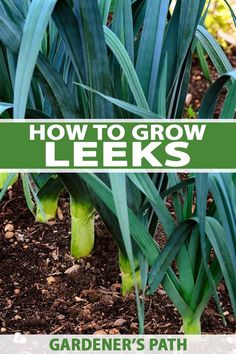 how to grow leeks in the garden with text overlay that reads, how to grow leeks gardener's path