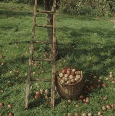 an old wooden ladder leaning up against a basket full of apples in the grass next to some trees