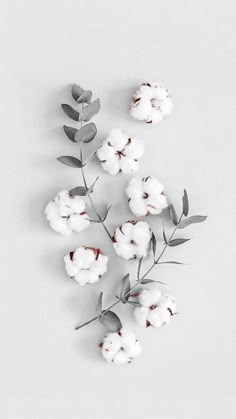 cotton flowers and leaves on a white background