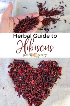 a heart shaped tea being held by someone's hands with the words, herb guide to