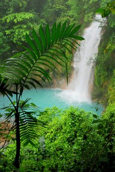 a large waterfall in the middle of a forest filled with lush green trees and plants