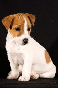 a small brown and white dog sitting on top of a black floor next to a wall