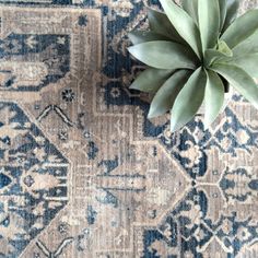 a blue and beige rug with a plant on it's end, in front of the carpet