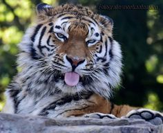 a close up of a tiger laying on top of a rock with its tongue hanging out