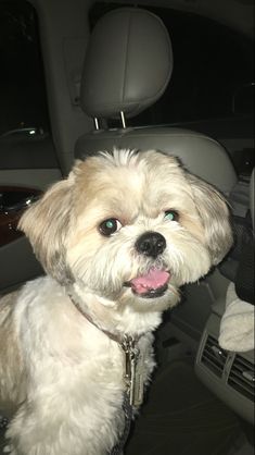 a white dog sitting in the back seat of a car with its tongue hanging out