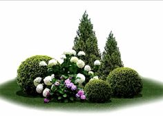 an arrangement of bushes and flowers on a white background