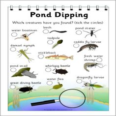 a poster showing different types of pond dipping