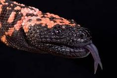 an orange and black lizard with it's mouth open, on a black background