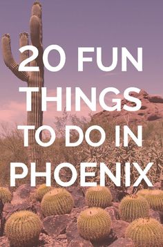 a cactus with the words 20 fun things to do in phoenix