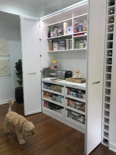 a dog standing in front of a pantry filled with food