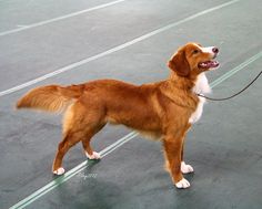 a brown and white dog standing on top of a floor next to a red leash