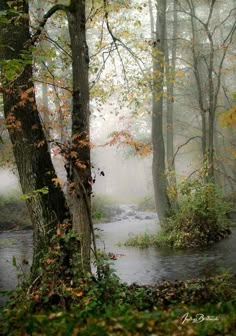 a stream running through a forest filled with lots of leaf covered trees and leaves on the ground