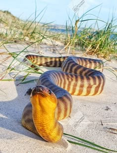 a snake is laying on the sand with its mouth open