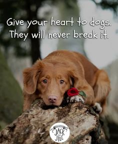 a brown dog laying on top of a tree branch with a quote above it that says, give your heart to dogs they will never break it