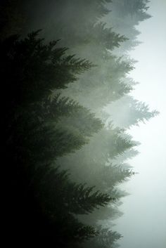 the trees are very tall in the fog