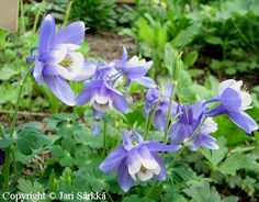 purple flowers are blooming in the garden