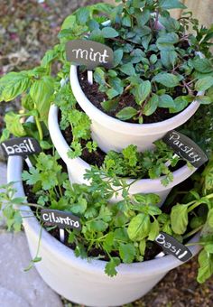 a stack of potted plants with herbs labeled on them and the names of each plant