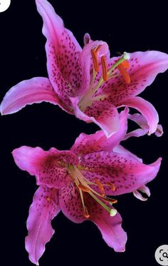 two pink lilies on a black background