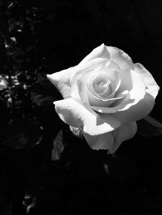 a black and white photo of a rose