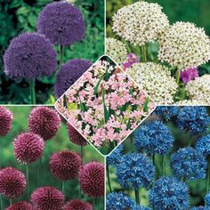 four different types of flowers are shown in this collage, including purple and white