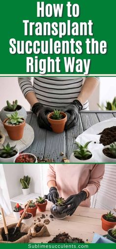 how to transplant succulents the right way