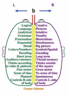 the two halves of a human's head are labeled in different colors and numbers