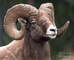 an animal that is looking at the camera with very large horns on it's head