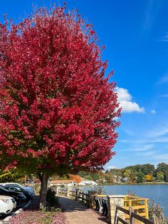 a red tree in front of a lake with cars parked on the side of it