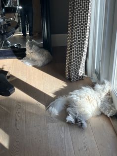 a white dog laying on the floor next to a window with its head up and eyes closed