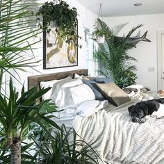 two dogs laying on a bed with plants in the corner