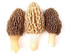 three different types of mushrooms on a white background