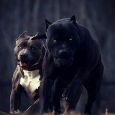 two black and white pitbulls running together in the grass with trees in the background