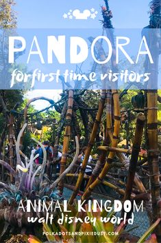 an animal kingdom with the words pandara for first time visitors