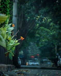 an orange flower sitting on the side of a road next to a fence and trees