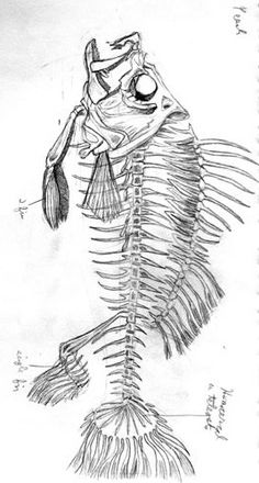 a drawing of a fish skeleton with a hat on it's head and neck