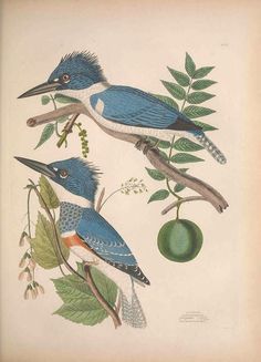 two blue birds perched on branches with leaves and an apple hanging from the tree branch