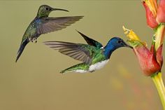 two hummingbirds are flying next to a flower and one is feeding on the nectar