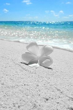 two white flowers sitting in the sand at the beach