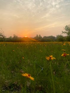 the sun is setting over a field with wildflowers